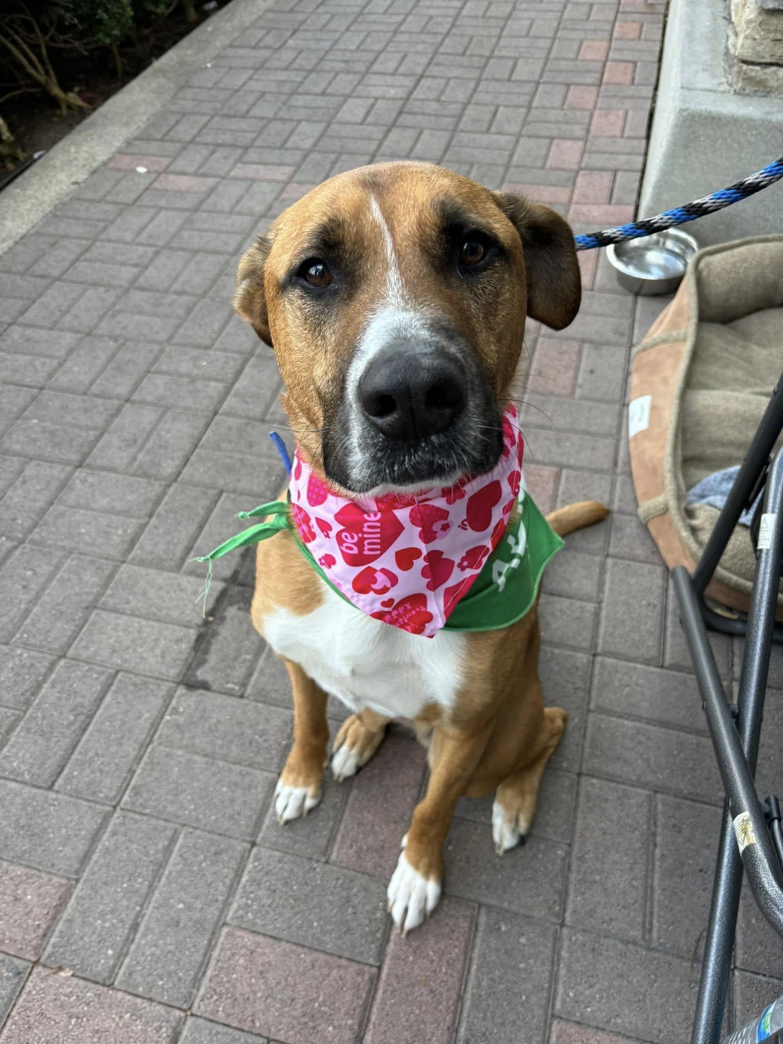 Buster, a Adoptable American Staffordshire Terrier in San Diego, CA image 2/3