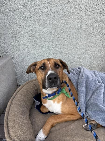 Buster, a Adoptable American Staffordshire Terrier in San Diego, CA image 3/3