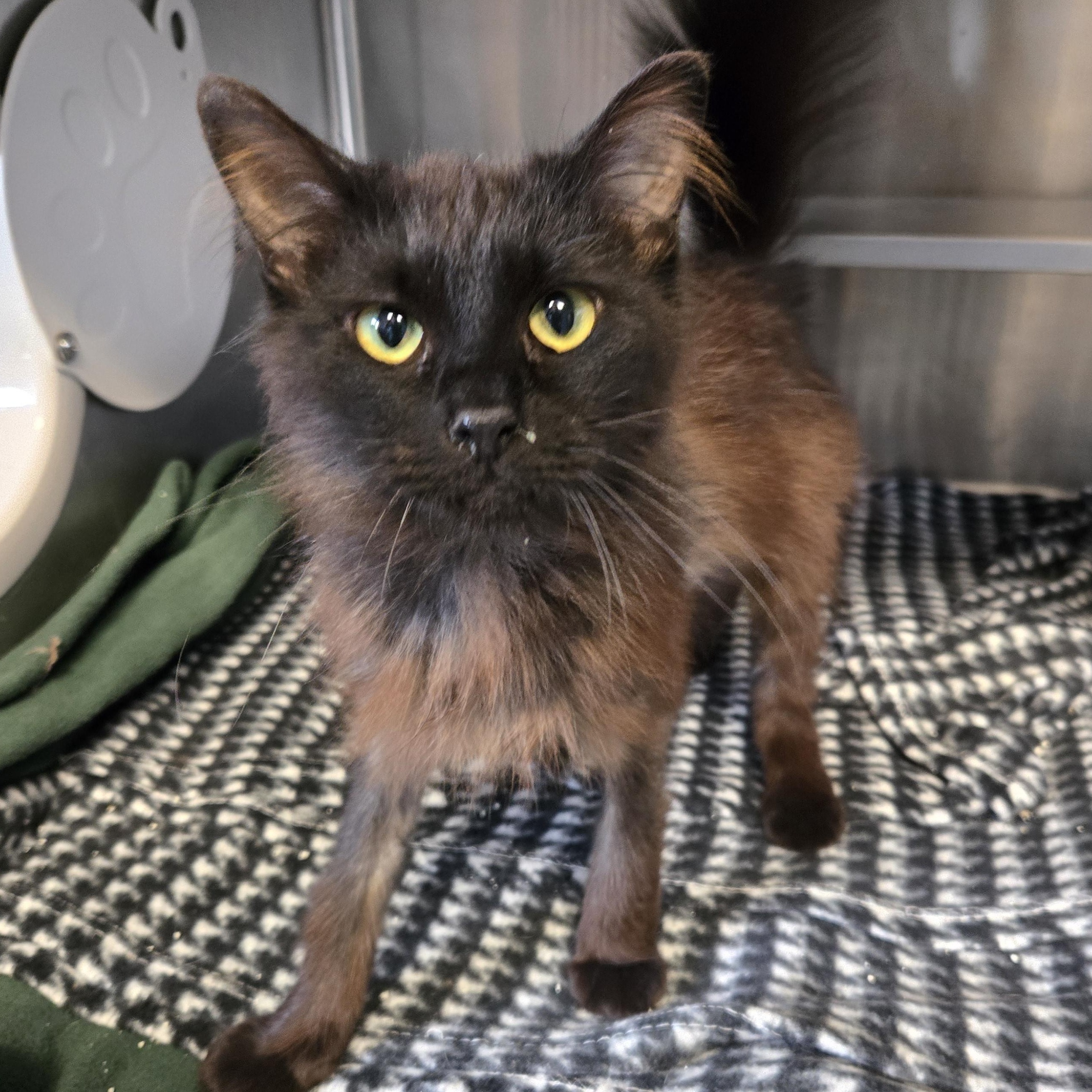 Enlarge Lucille Bald, an adopted Domestic Medium Hair in Watertown, WI image 2/3