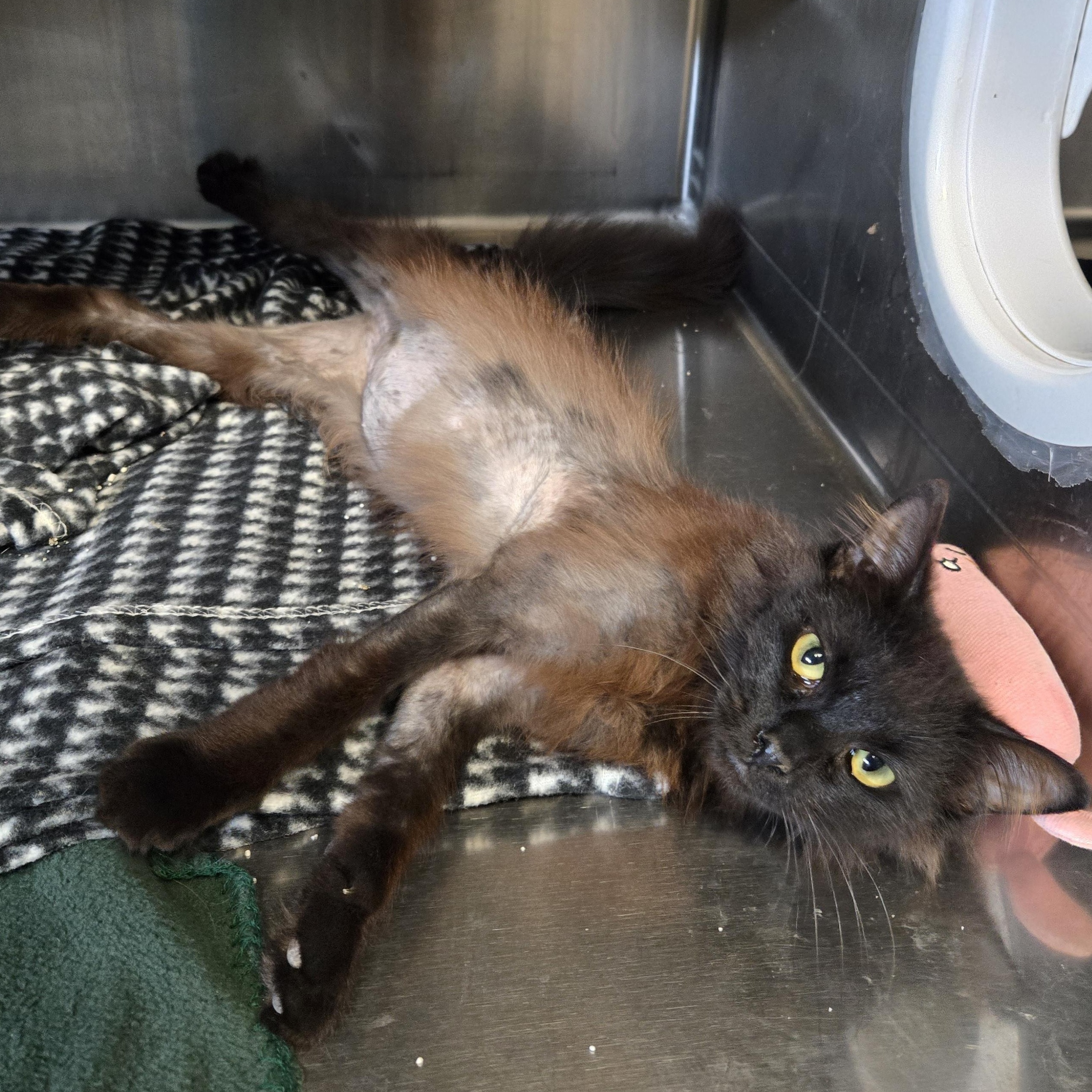 Enlarge Lucille Bald, an adopted Domestic Medium Hair in Watertown, WI image 3/3