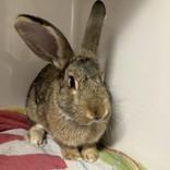Bunvolio, ADOPTABLE, Adult Male Bunny Rabbit.