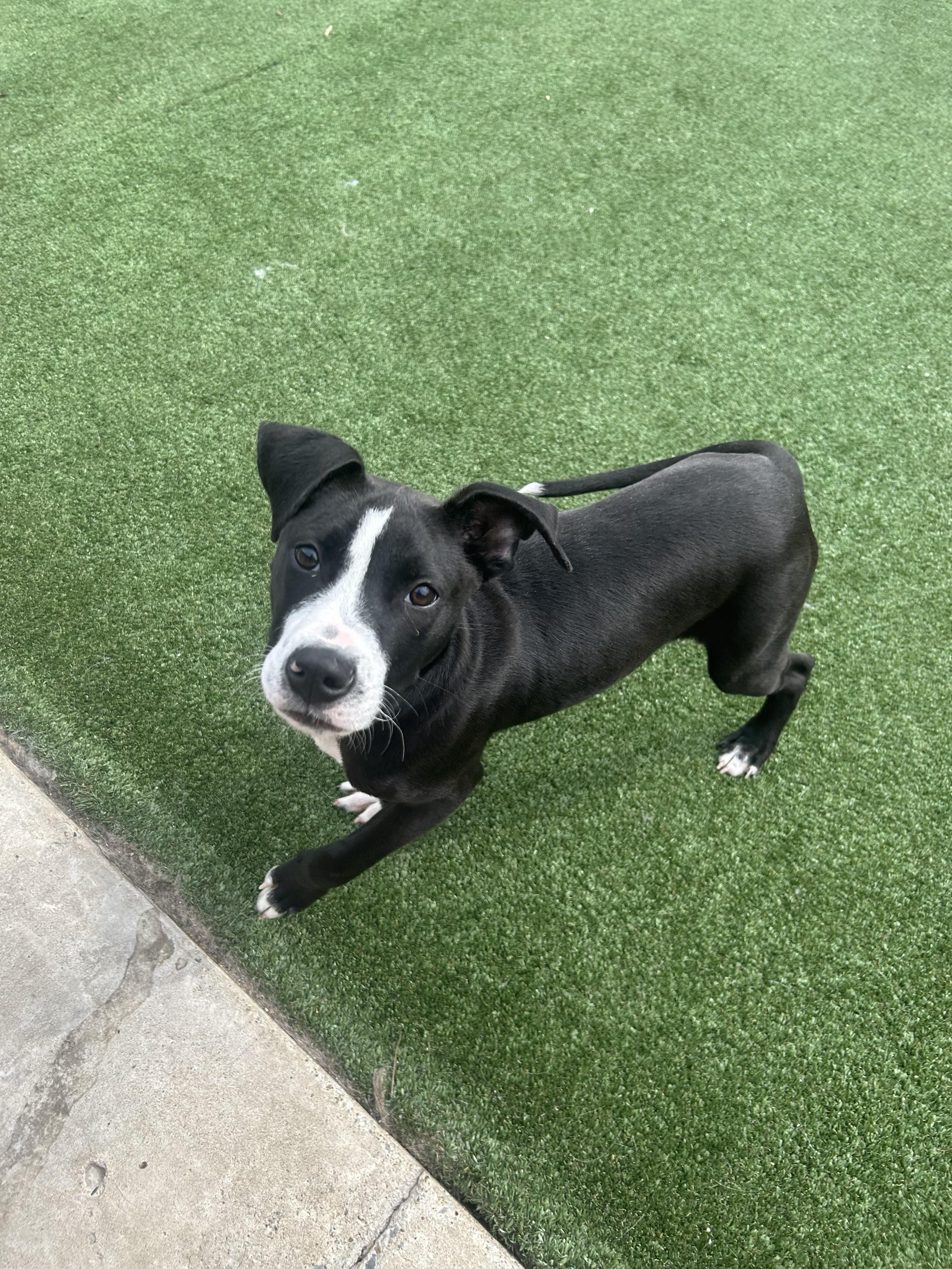 Enlarge Chance, an adopted mixed breed in Gallatin, TN image 5/6