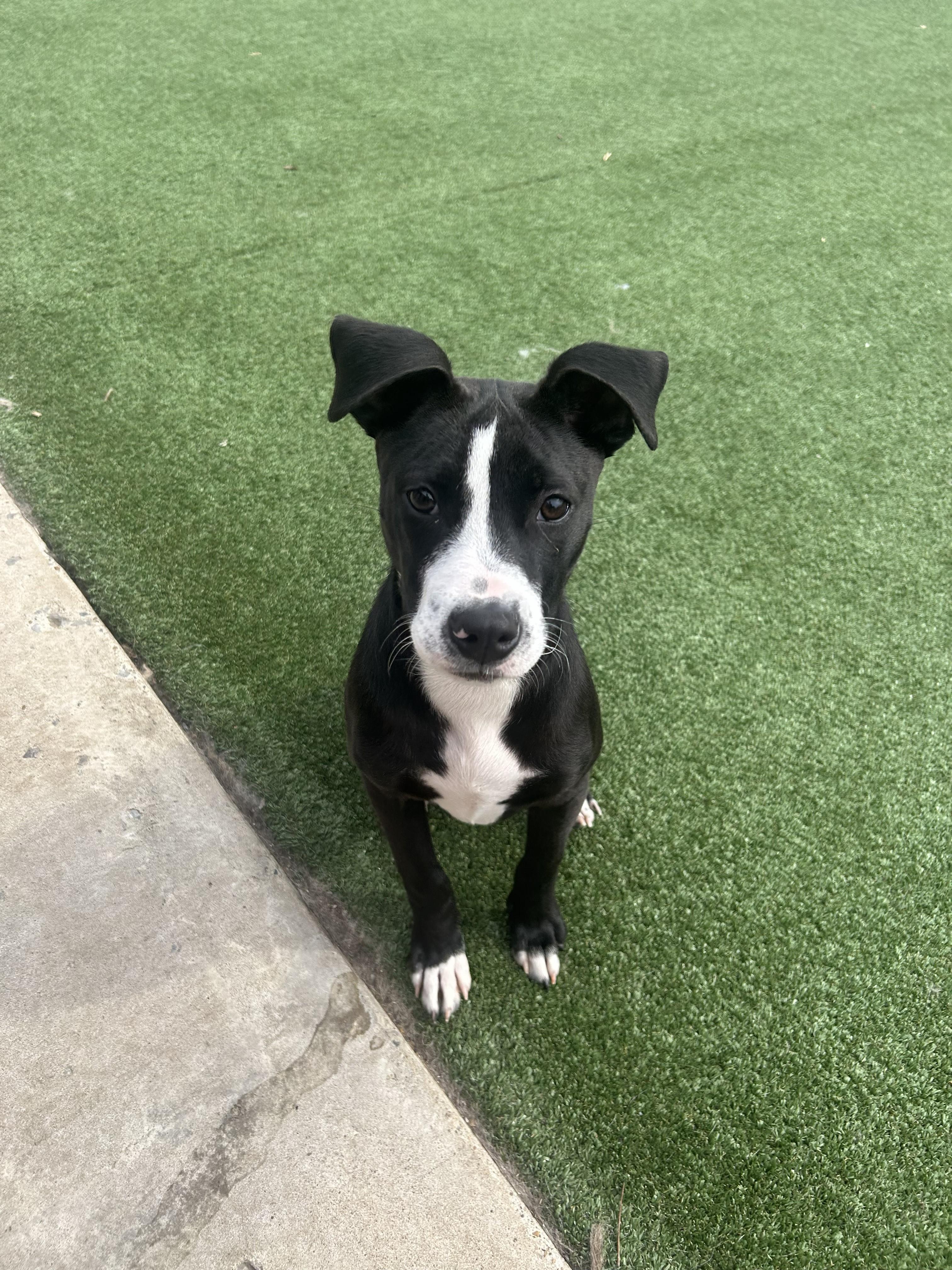 Enlarge Chance, an adopted mixed breed in Gallatin, TN image 1/6