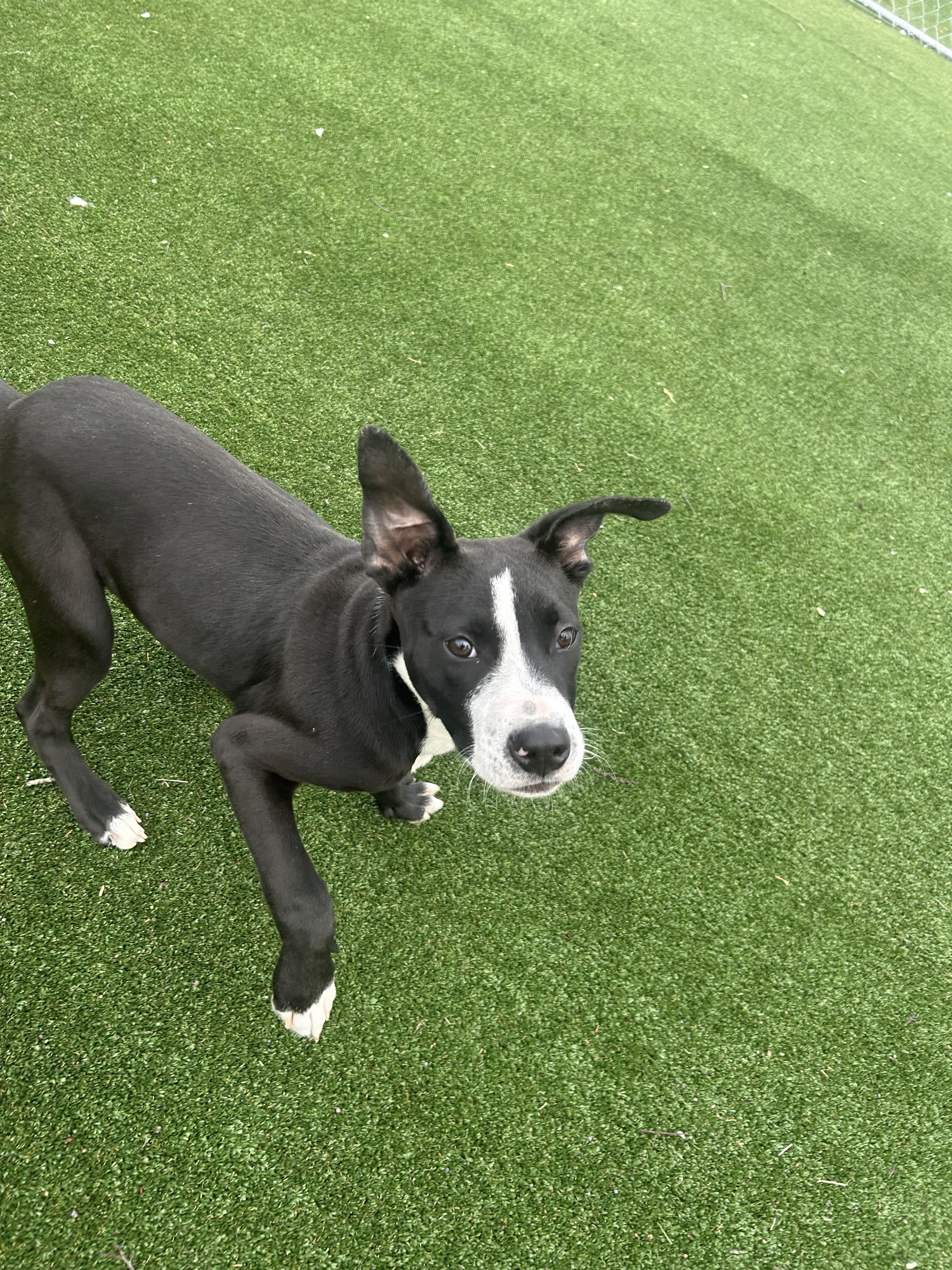 Enlarge Chance, an adopted mixed breed in Gallatin, TN image 3/6