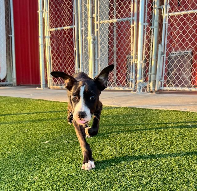 Enlarge Chance, an adopted mixed breed in Gallatin, TN image 4/6