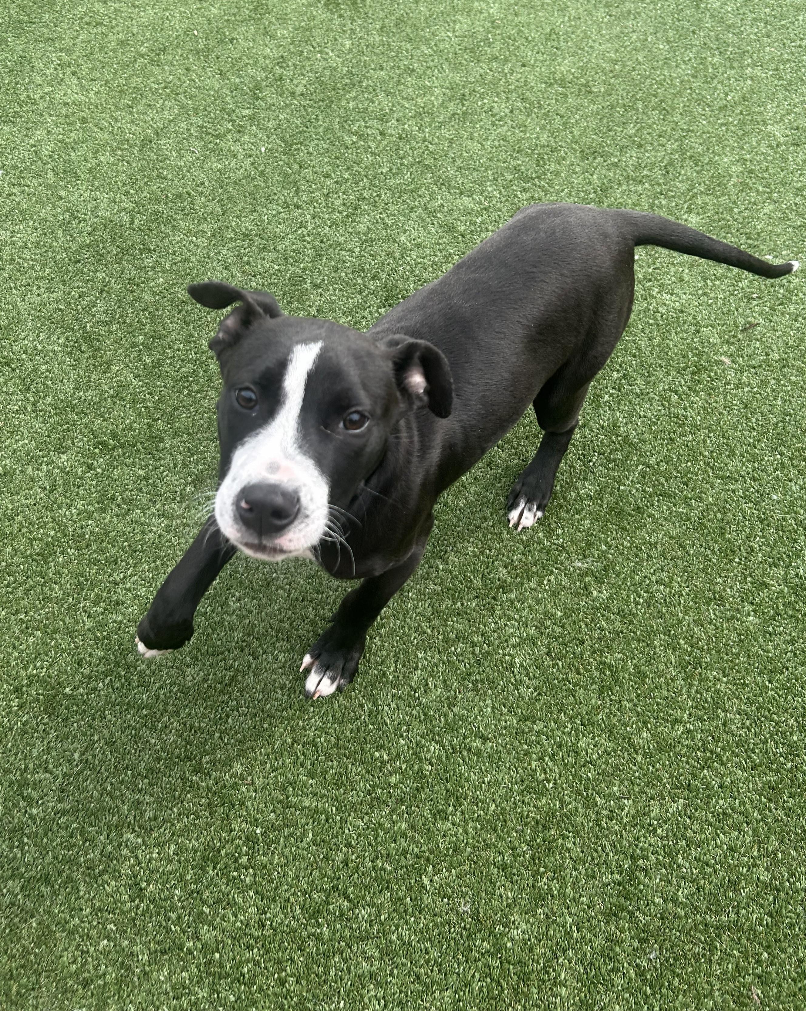 Enlarge Chance, an adopted mixed breed in Gallatin, TN image 6/6