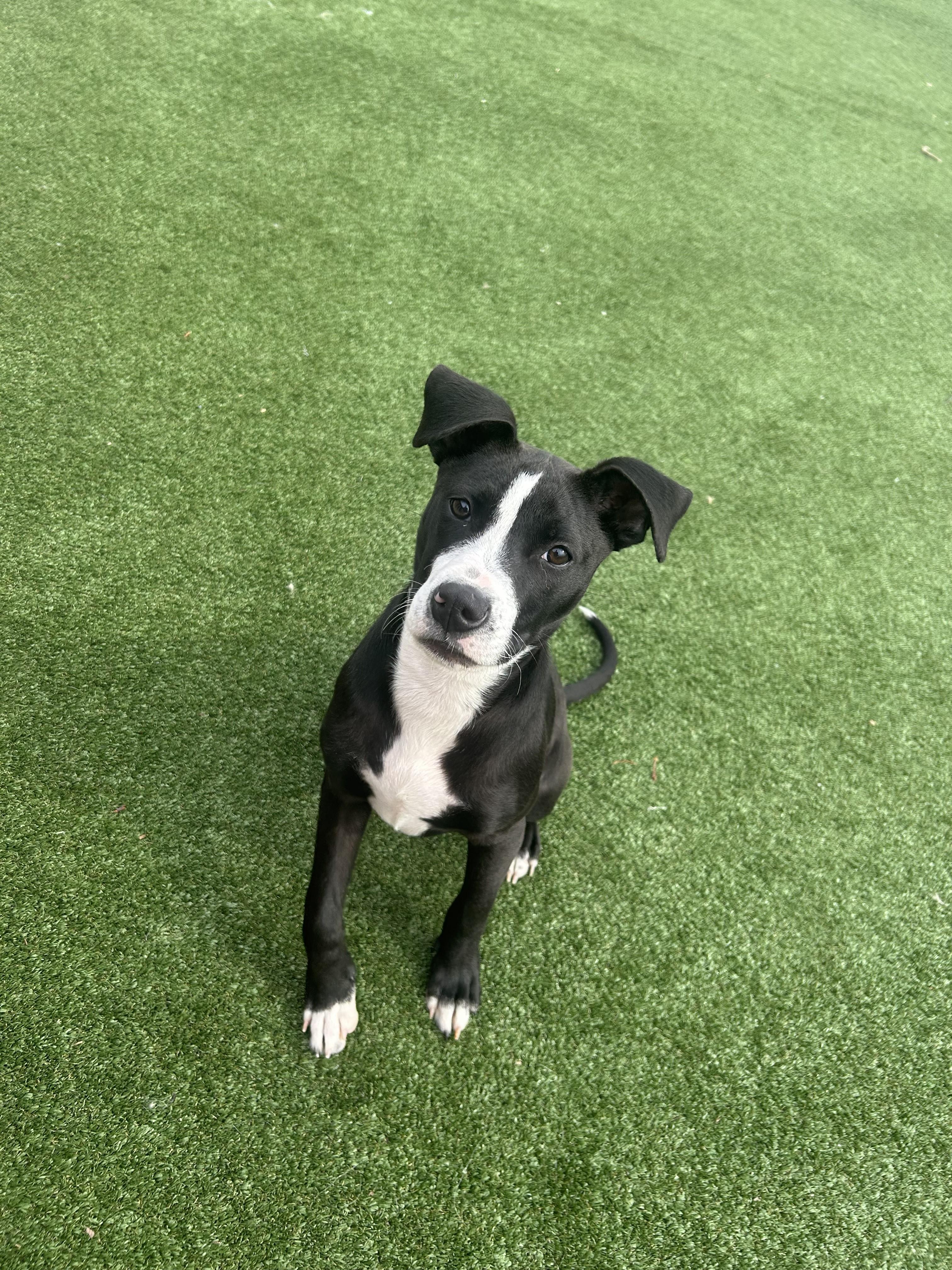 Enlarge Chance, an adopted mixed breed in Gallatin, TN image 2/6