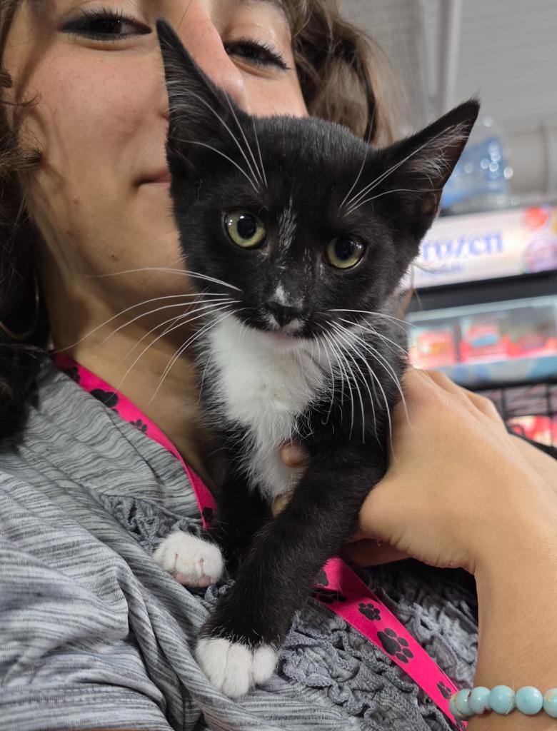 Enlarge GameCube, a Adoptable mixed breed in Buford, GA image 2/6