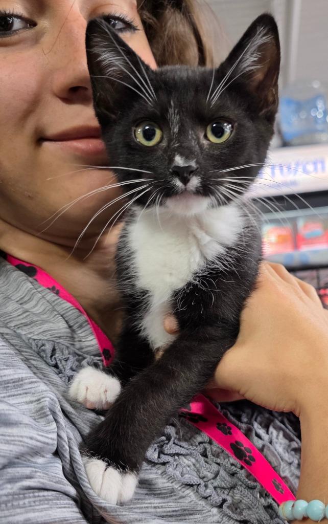 Enlarge GameCube, a Adoptable mixed breed in Buford, GA image 5/6