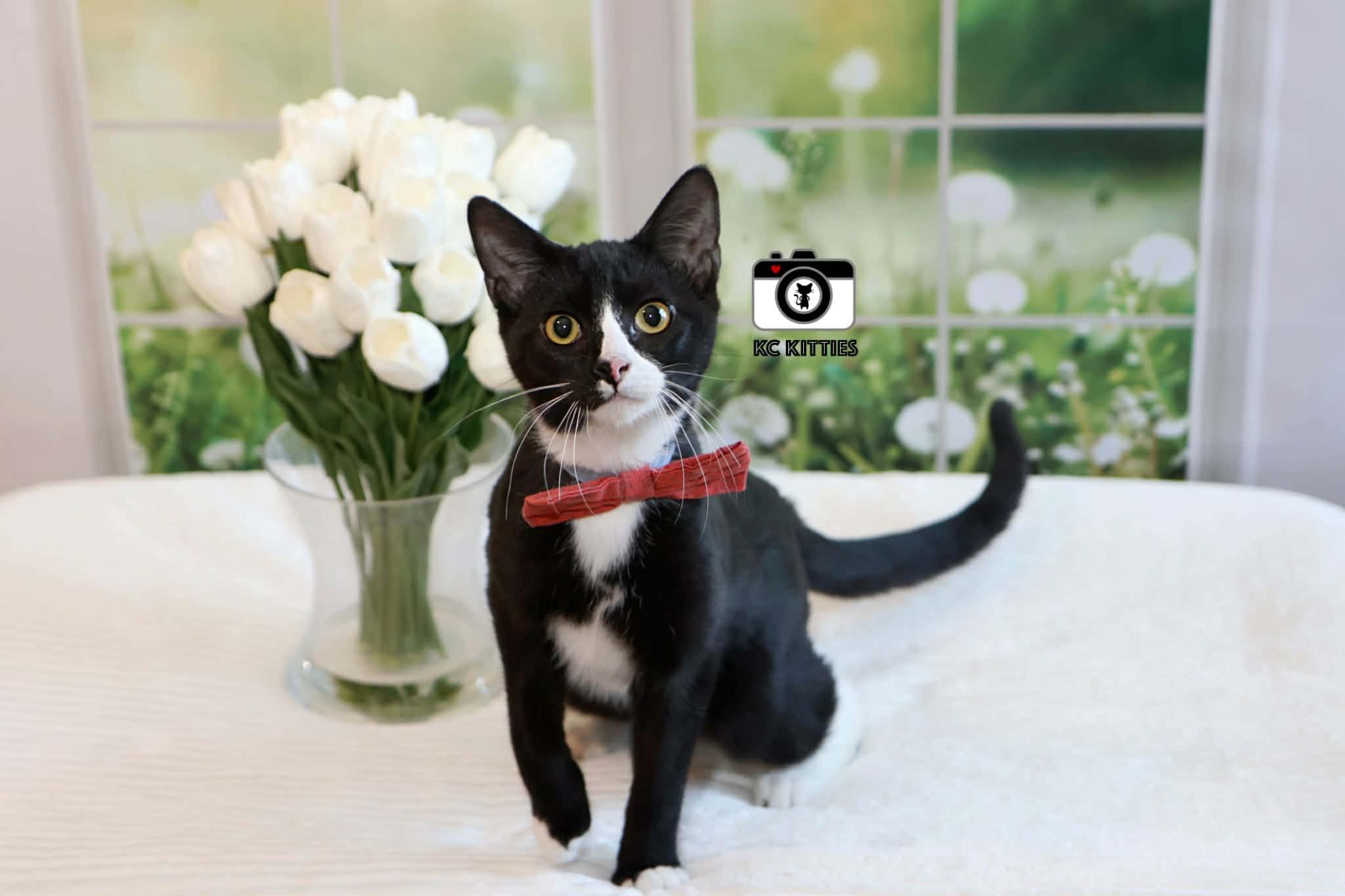 Enlarge Alfred, an adopted Domestic Short Hair in Overland Park, KS image 1/5