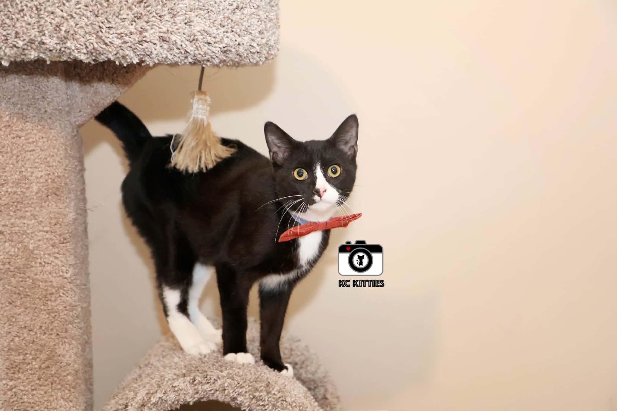 Enlarge Alfred, an adopted Domestic Short Hair in Overland Park, KS image 2/5
