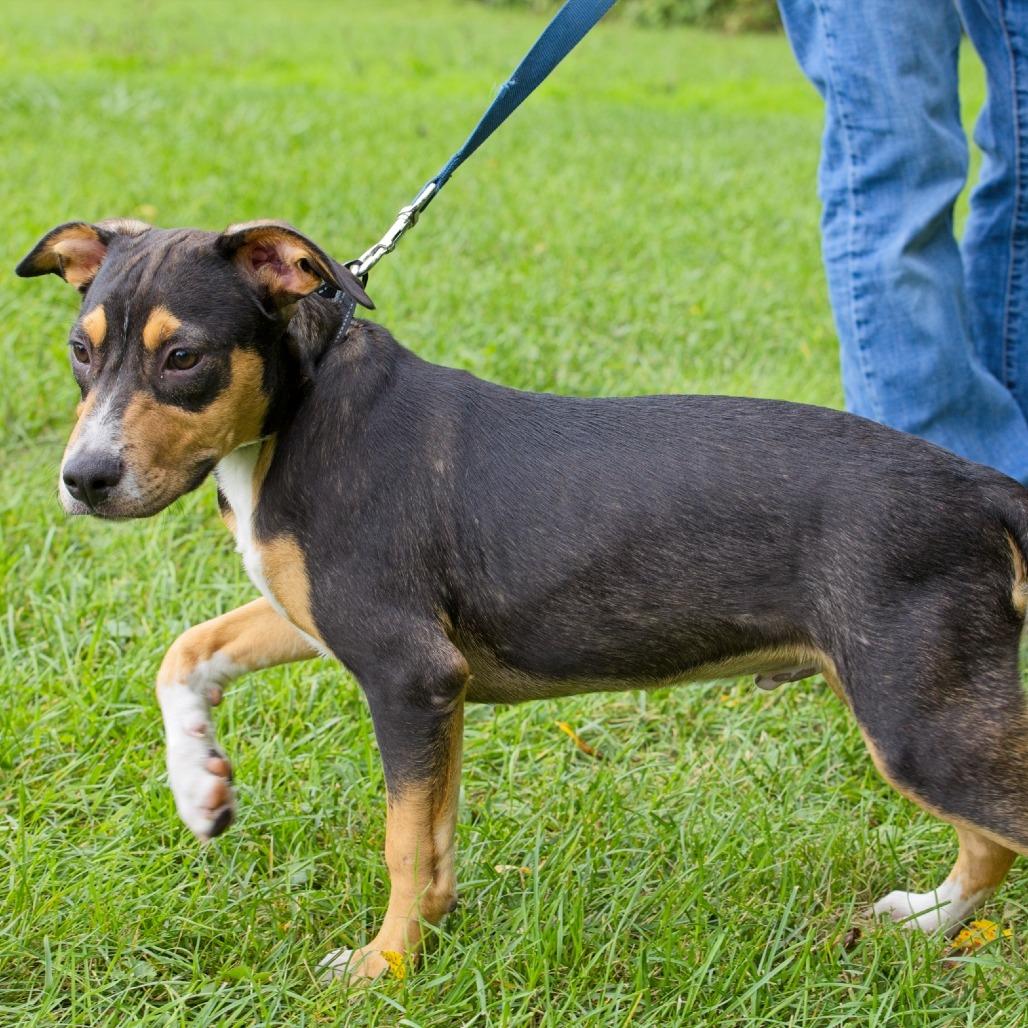 Mac, Adoptable, Puppy Male Retriever & Mixed Breed.