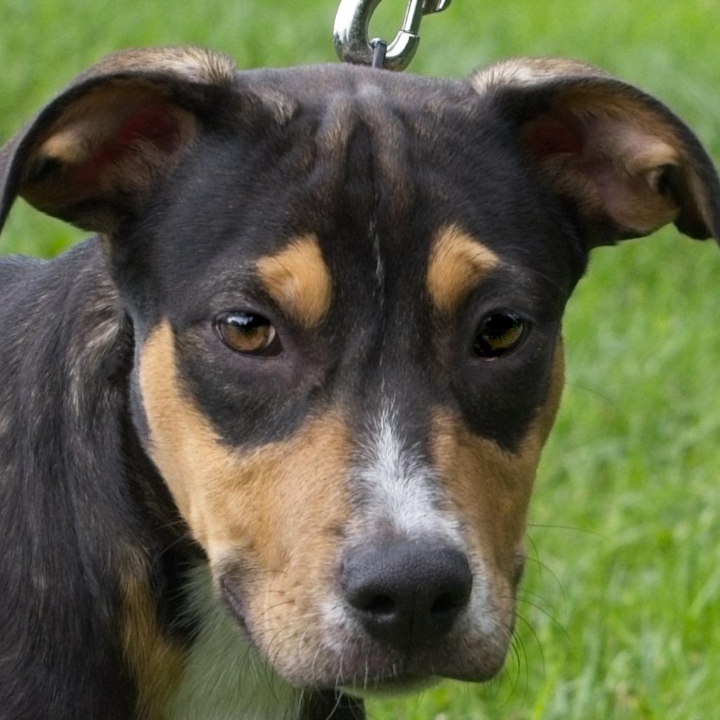 Enlarge Mac, a Adoptable mixed breed in South Elgin, IL image 2/2