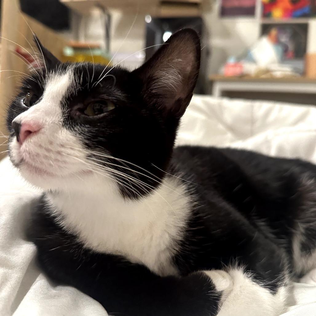 Enlarge Calliope, a Adoptable Domestic Short Hair in Long Beach, CA image 1/6