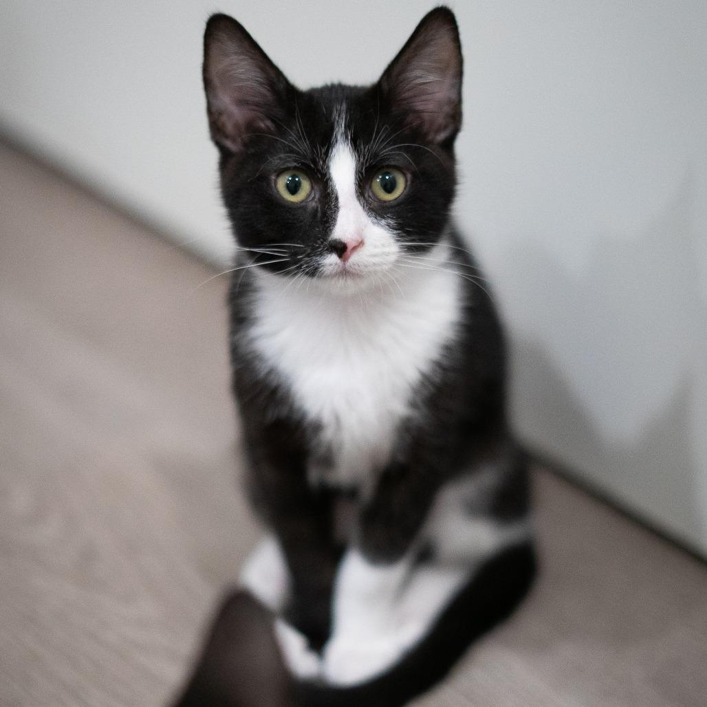 Enlarge Calliope, a Adoptable Domestic Short Hair in Long Beach, CA image 2/6