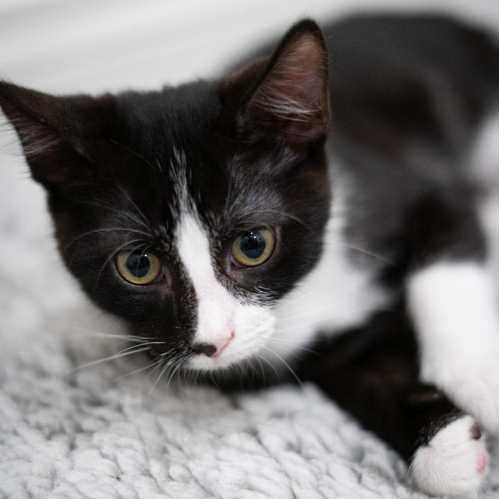 Enlarge Calliope, a Adoptable Domestic Short Hair in Long Beach, CA image 3/6