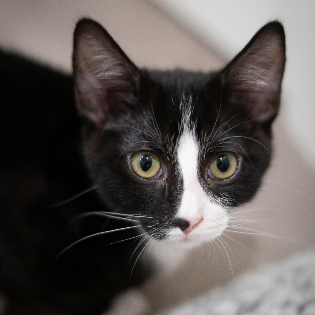 Enlarge Calliope, a Adoptable Domestic Short Hair in Long Beach, CA image 4/6