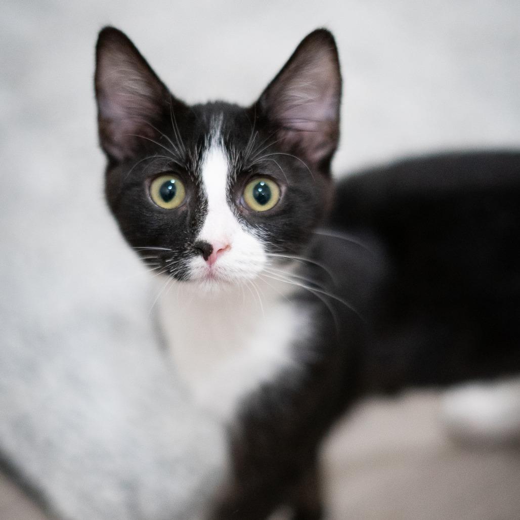 Enlarge Calliope, a Adoptable Domestic Short Hair in Long Beach, CA image 5/6