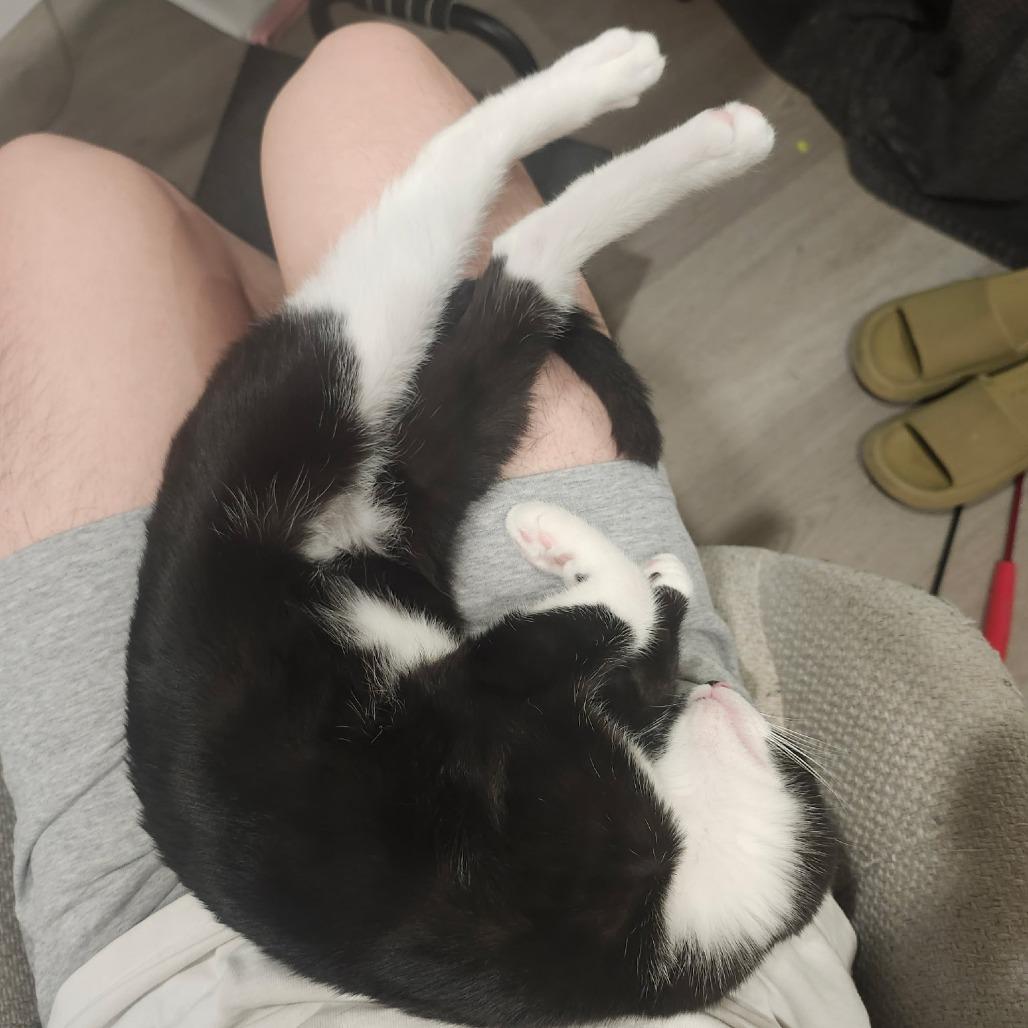 Calliope — thumbnail 6