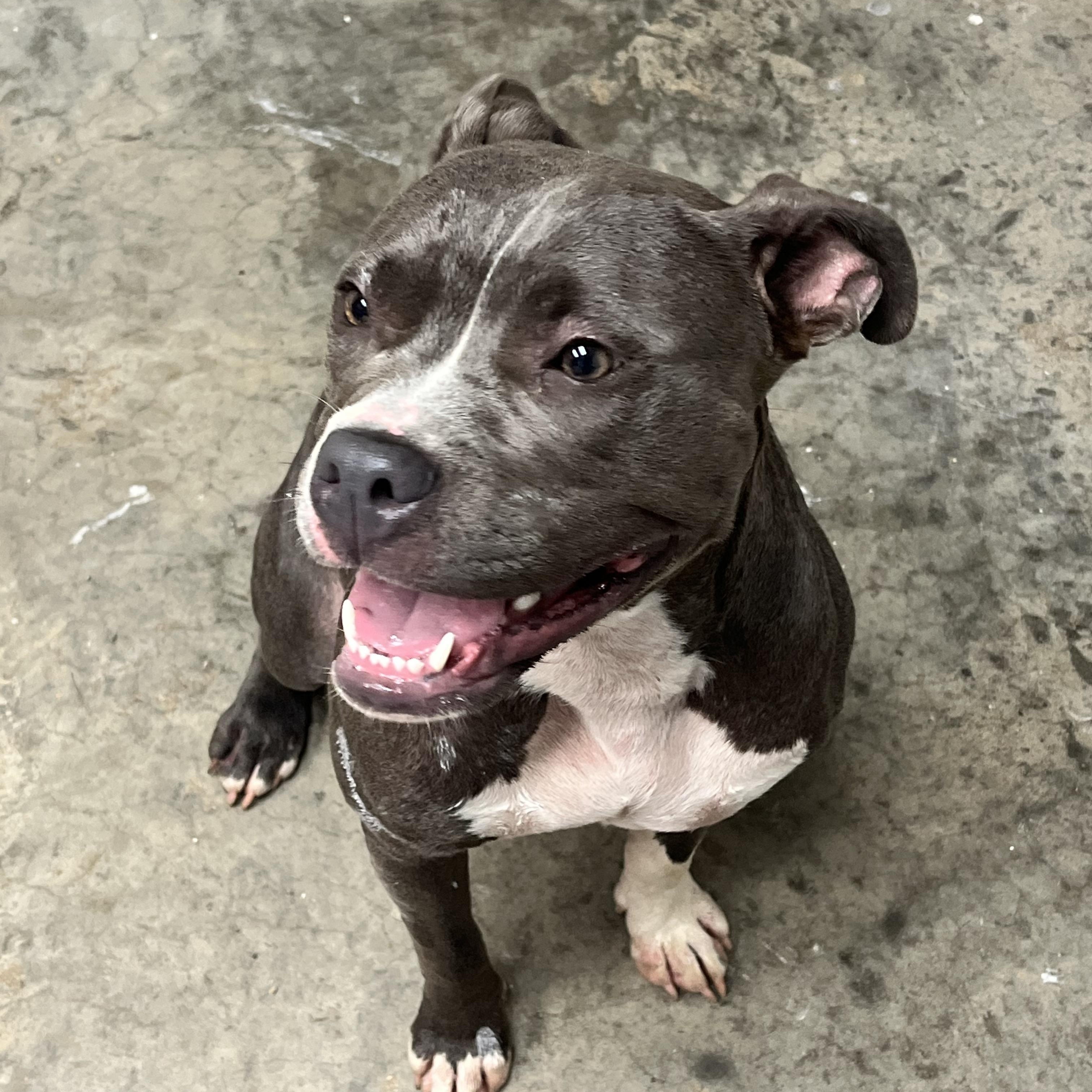 Enlarge Bella, an adopted mixed breed in Pomeroy, OH image 2/2