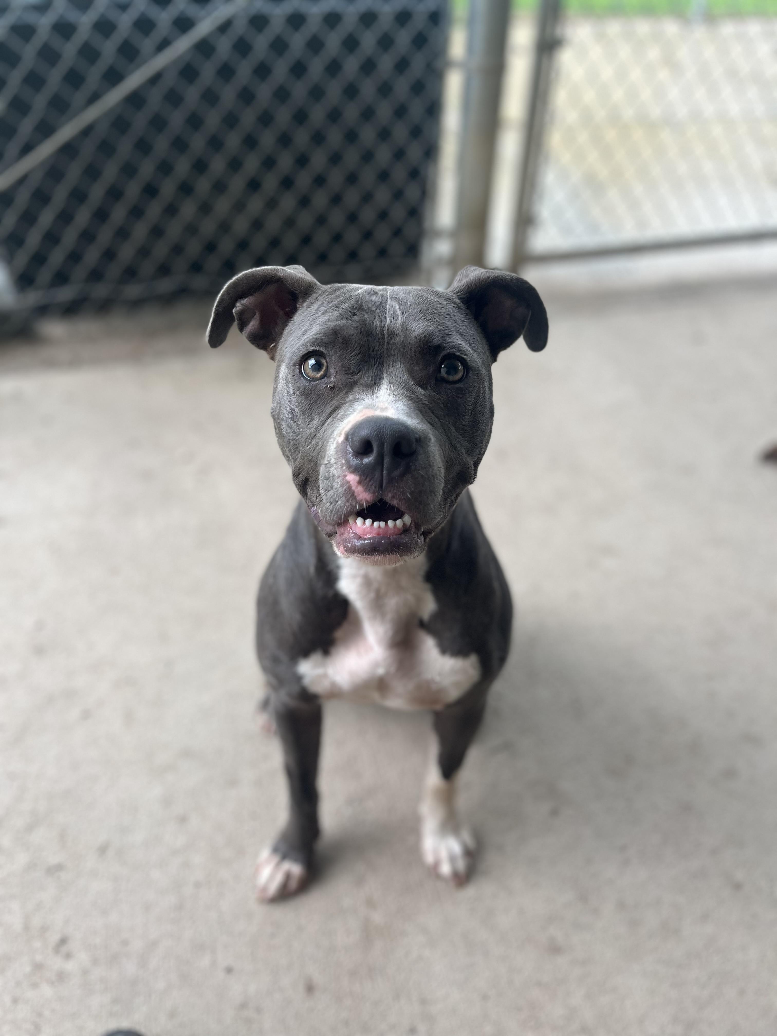Bella, adopted, Young Female Mixed Breed & Pit Bull Terrier.