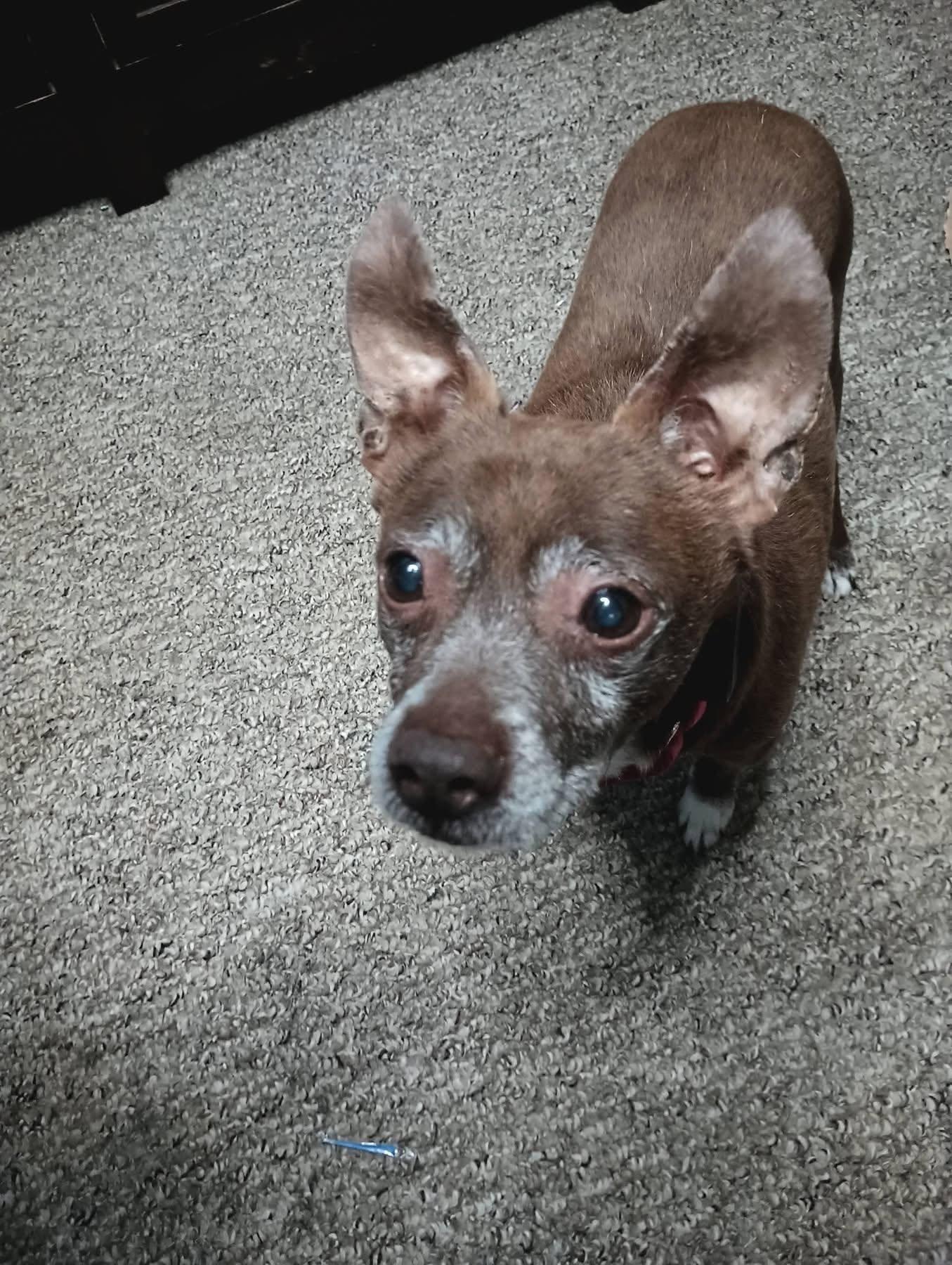 Butch, a Adoptable Chihuahua in New London, WI image 2/3