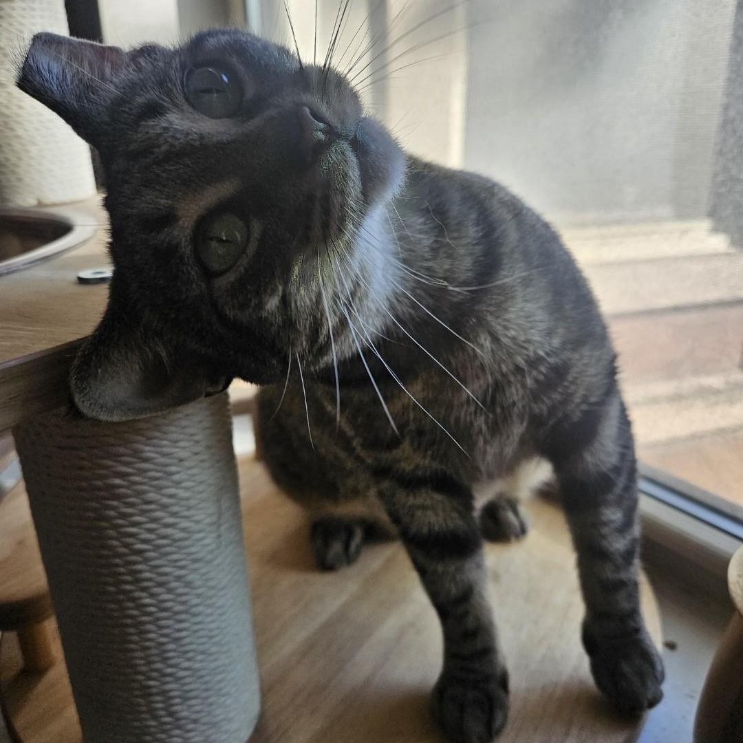 Enlarge Wren, a Adoptable mixed breed in Chicago, IL image 1/4