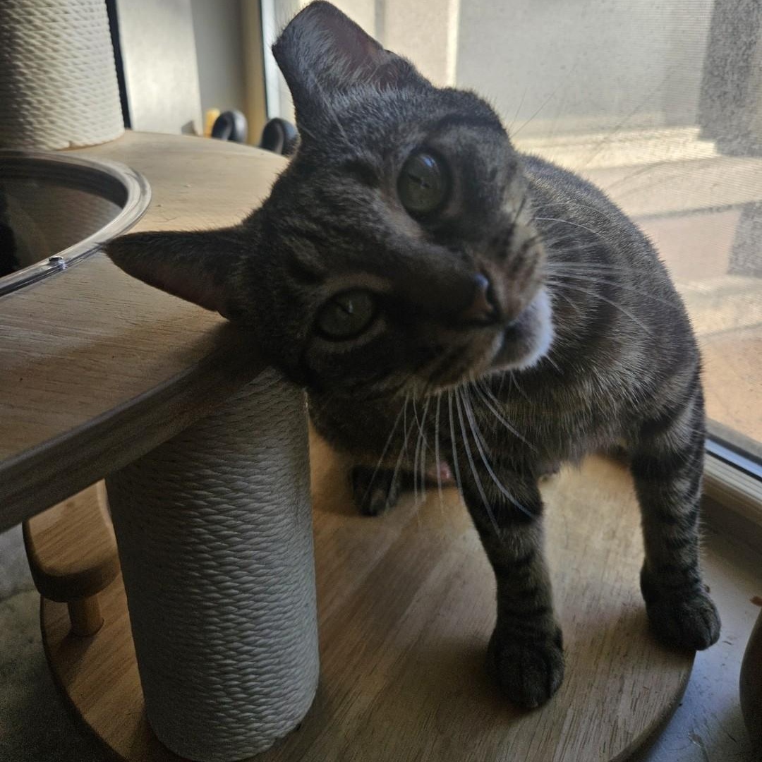 Enlarge Wren, a Adoptable mixed breed in Chicago, IL image 3/4