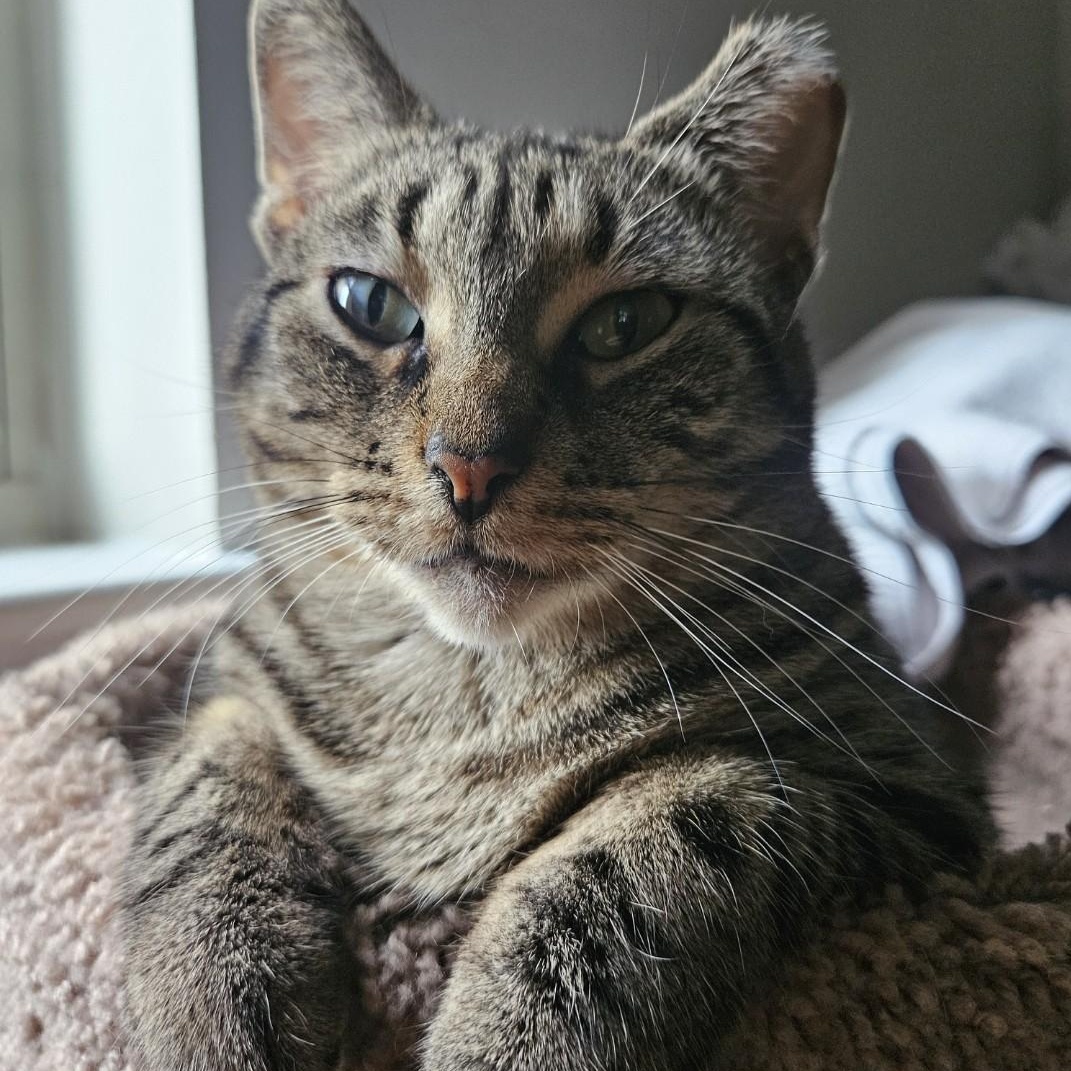 Enlarge Wren, a Adoptable mixed breed in Chicago, IL image 4/4