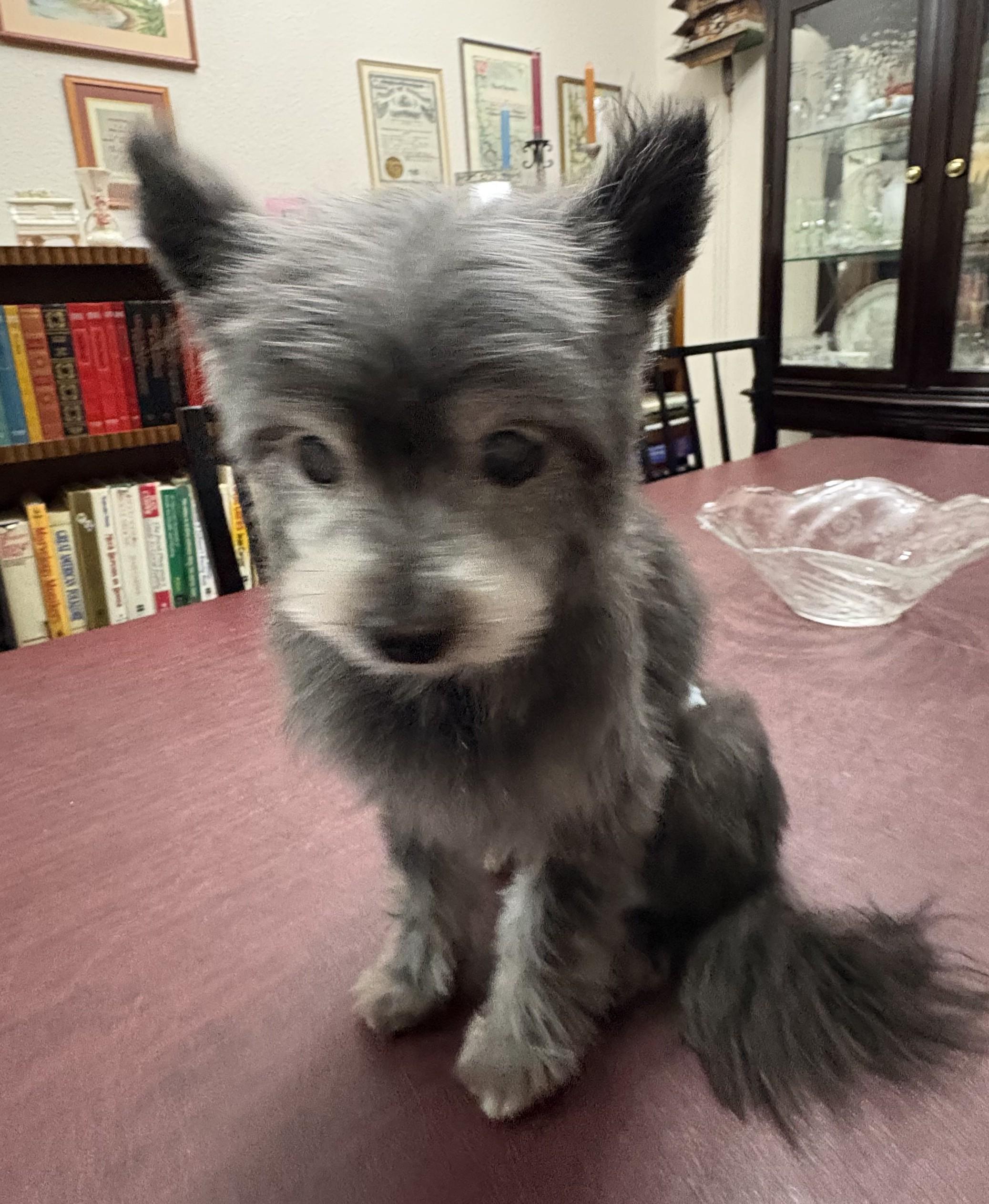 Enlarge Smokey, a Adopted Yorkshire Terrier in Parker, CO image 1/1