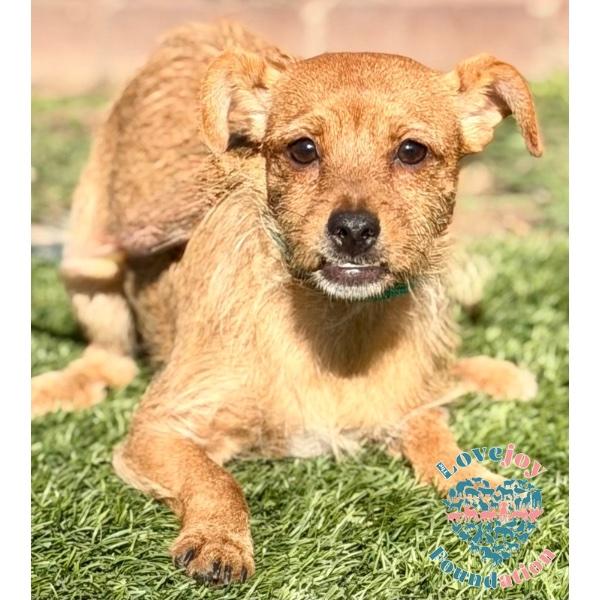 Enlarge Janet Litter-Penny, a ADOPTABLE mixed breed in Inglewood, CA image 1/2