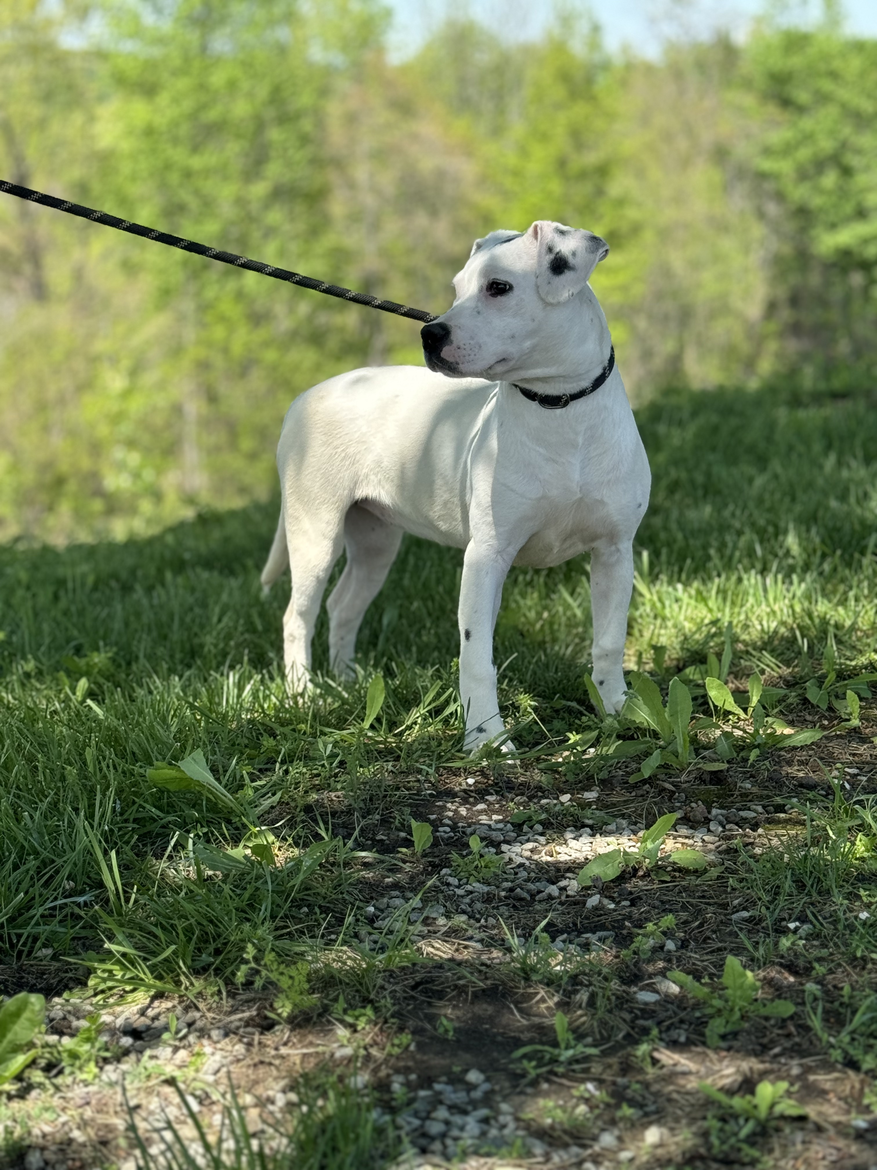 Baby Doll, a Adoptable mixed breed in Gradyville, KY image 6/6
