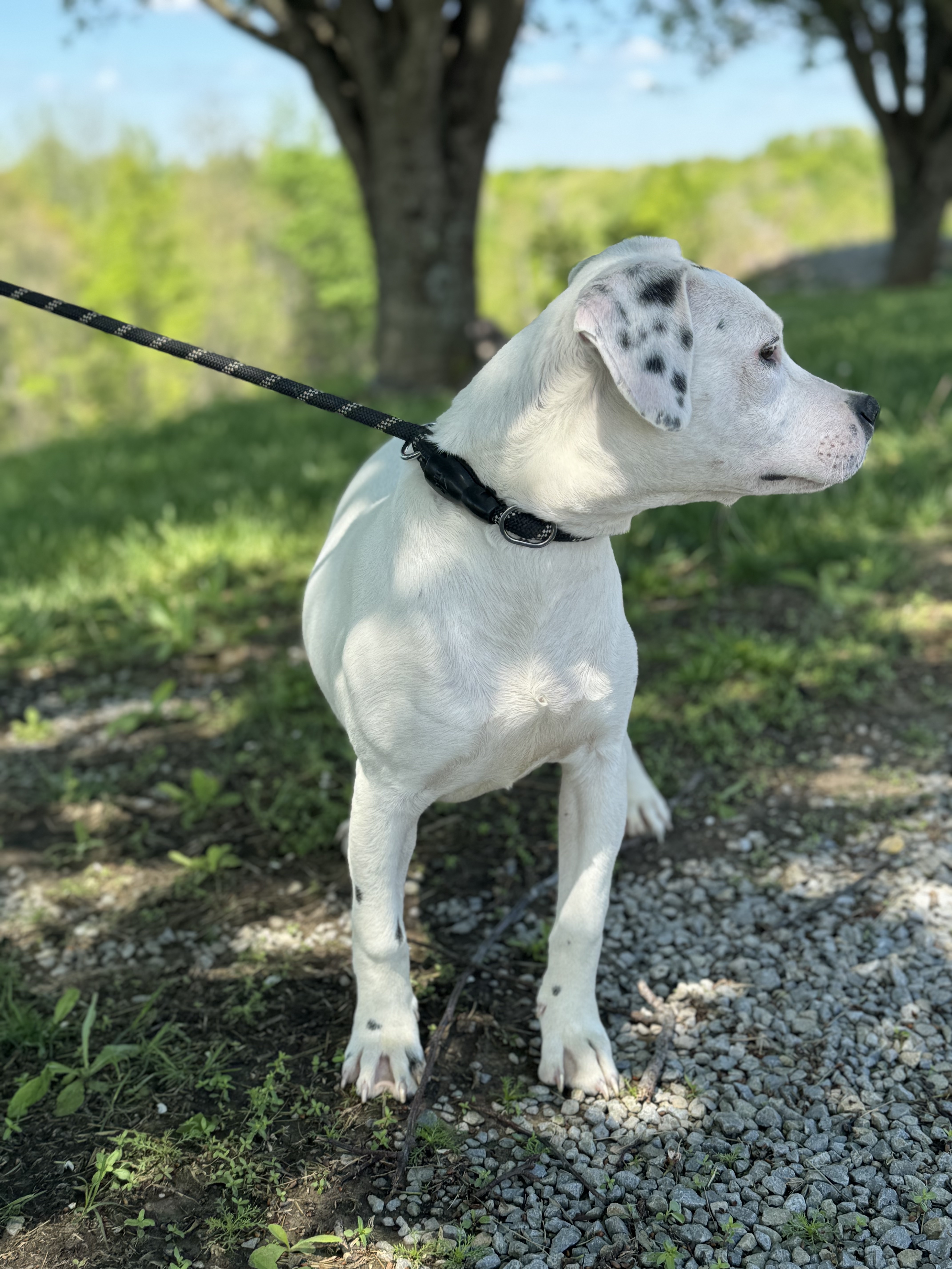 Baby Doll, an adoptable American Bulldog in Gradyville, KY, 42742 | Photo Image 5