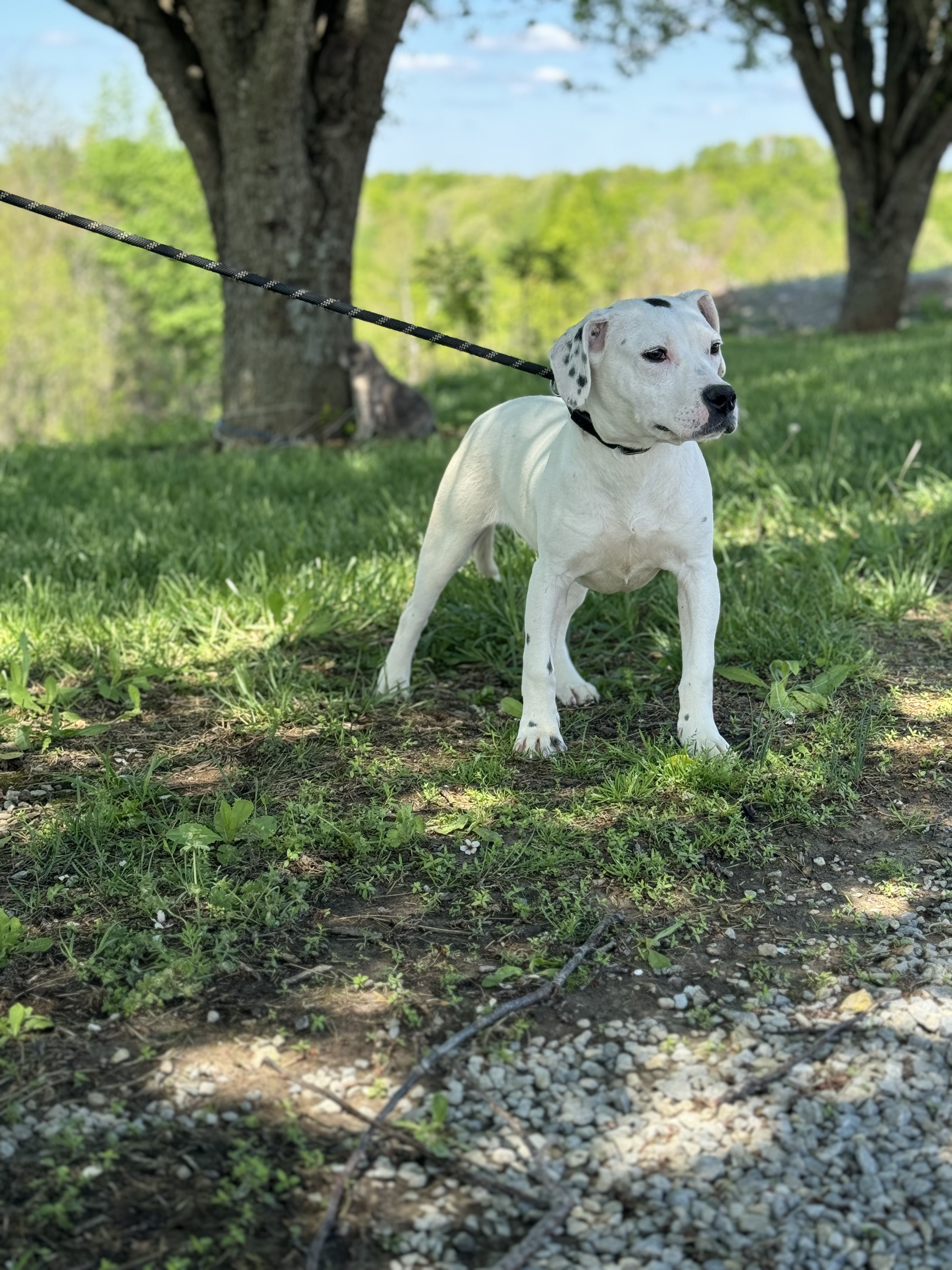 Baby Doll, a Adoptable mixed breed in Gradyville, KY image 3/6