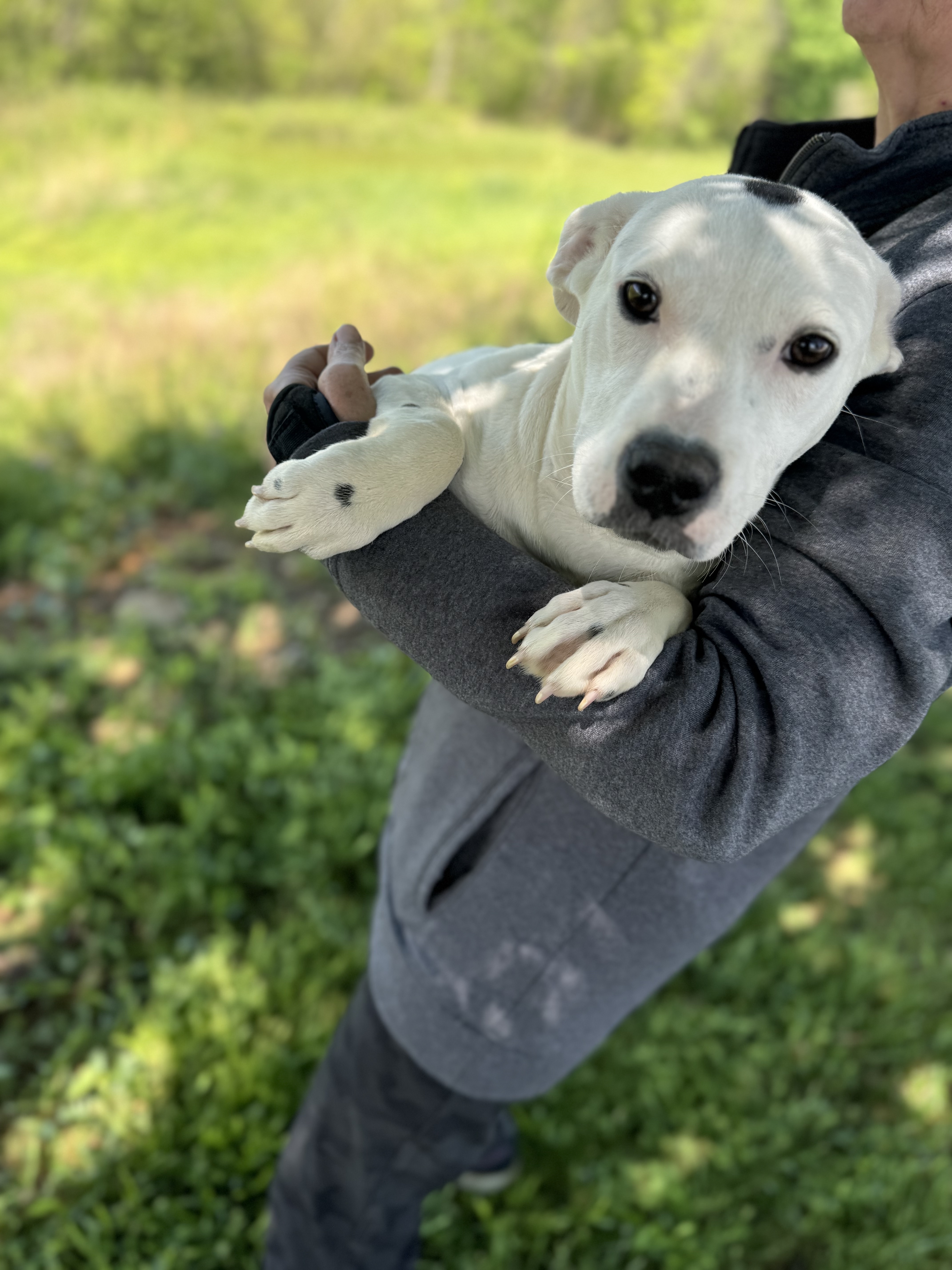 Baby Doll, an adoptable American Bulldog in Gradyville, KY, 42742 | Photo Image 2
