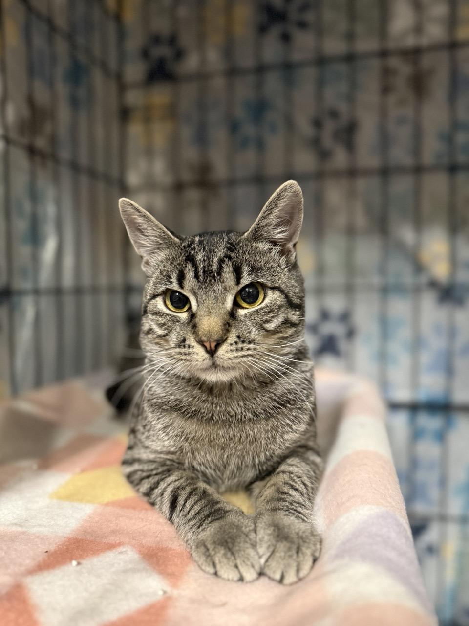 Enlarge Rugsy, a ADOPTABLE Tabby in Las Vegas, NV image 1/5