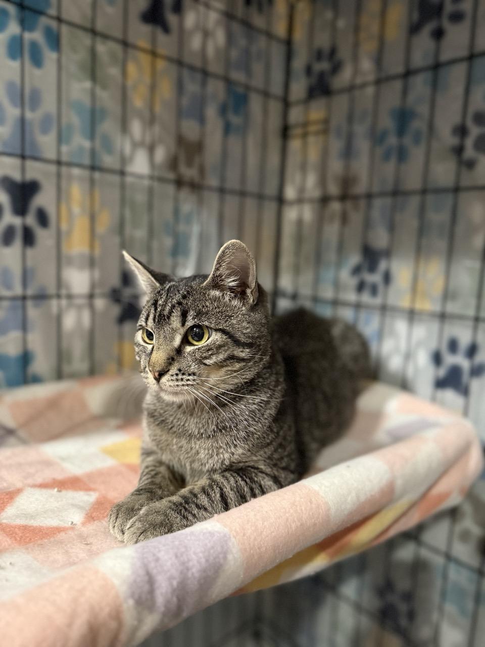 Enlarge Rugsy, a ADOPTABLE Tabby in Las Vegas, NV image 2/5