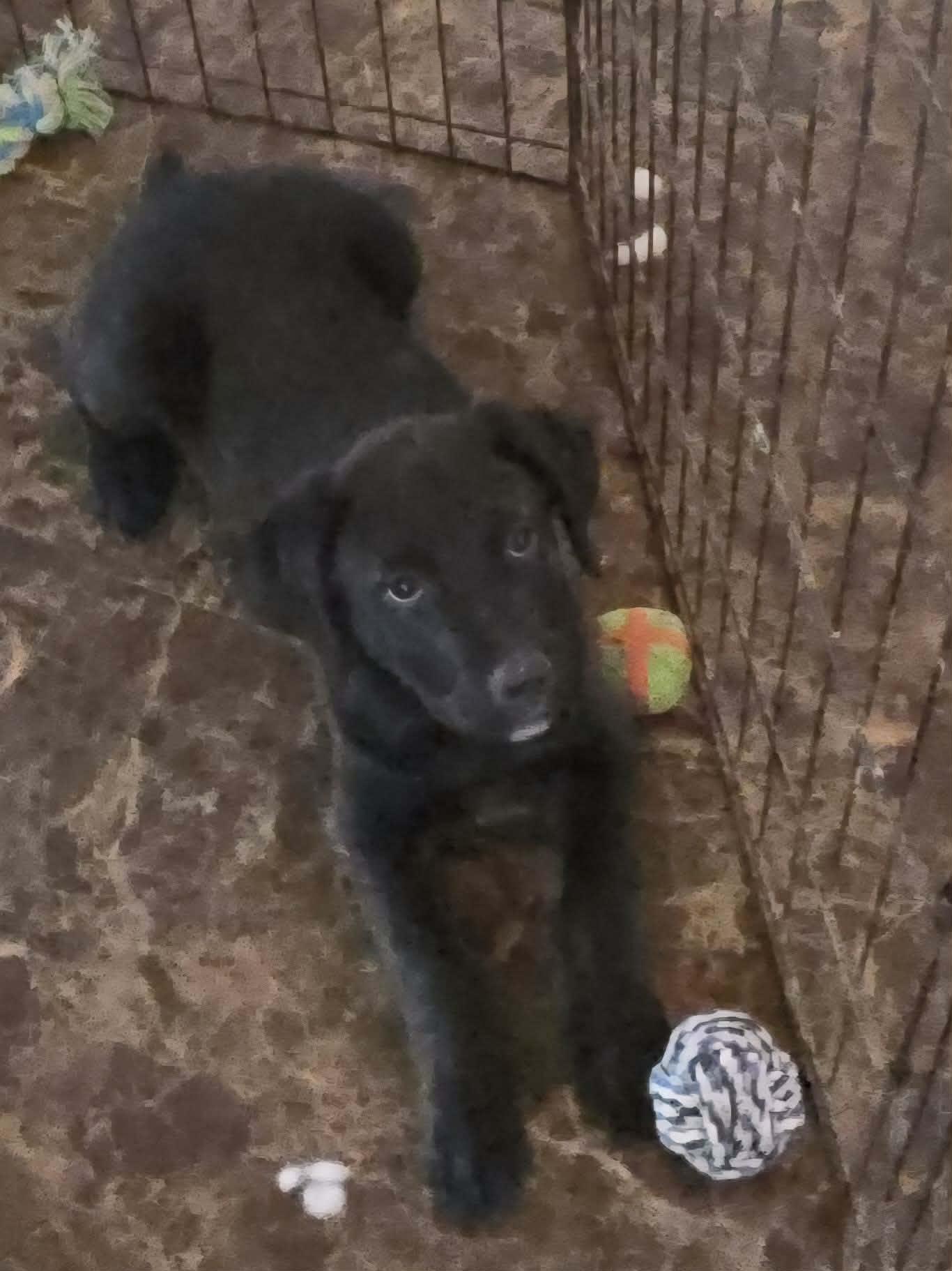 Enlarge Scout, a Adoptable mixed breed in Dubuque, IA image 4/5