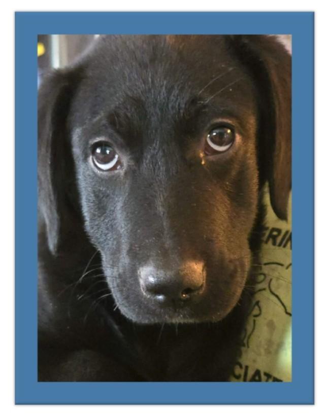 Enlarge Scout, a Adoptable mixed breed in Dubuque, IA image 2/5