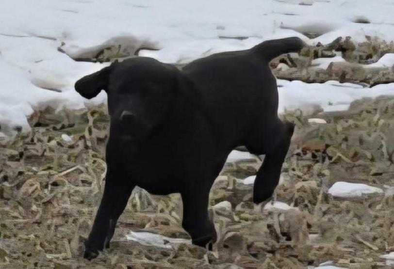 Enlarge Scout, a Adoptable mixed breed in Dubuque, IA image 5/5