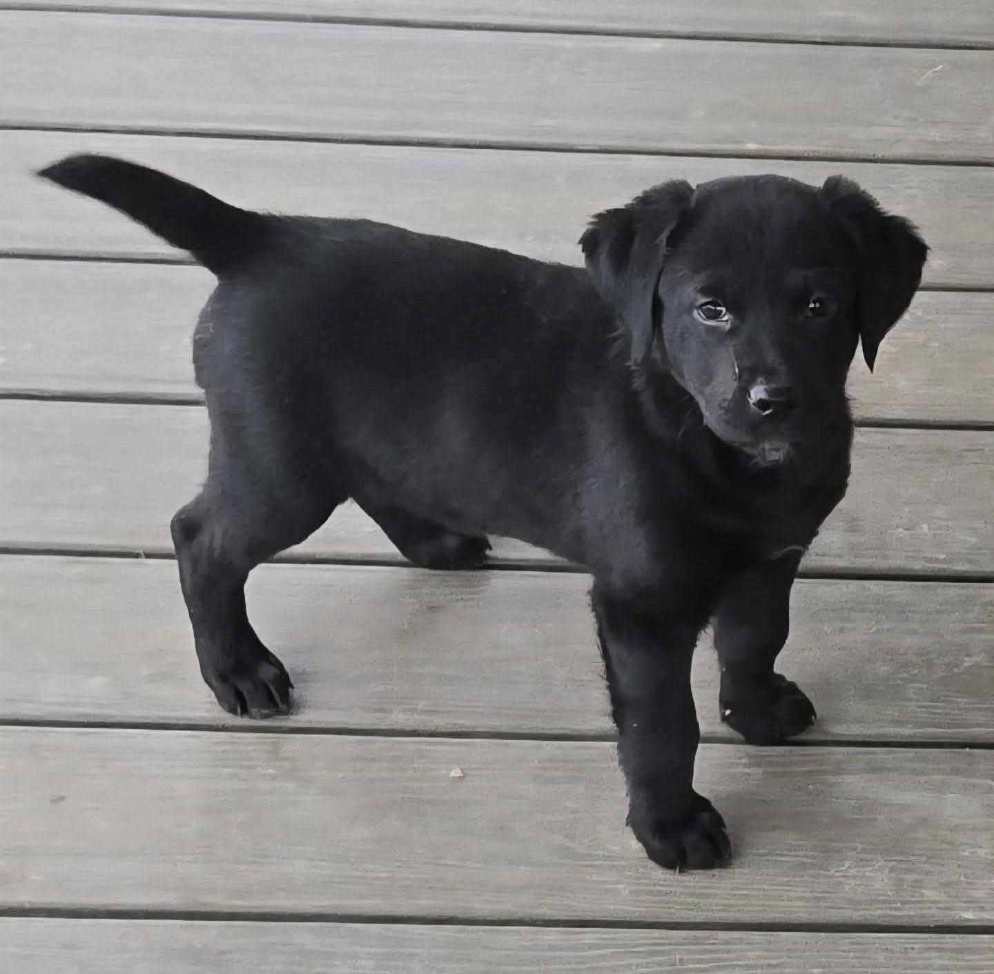 Enlarge Scout, a Adoptable mixed breed in Dubuque, IA image 3/5
