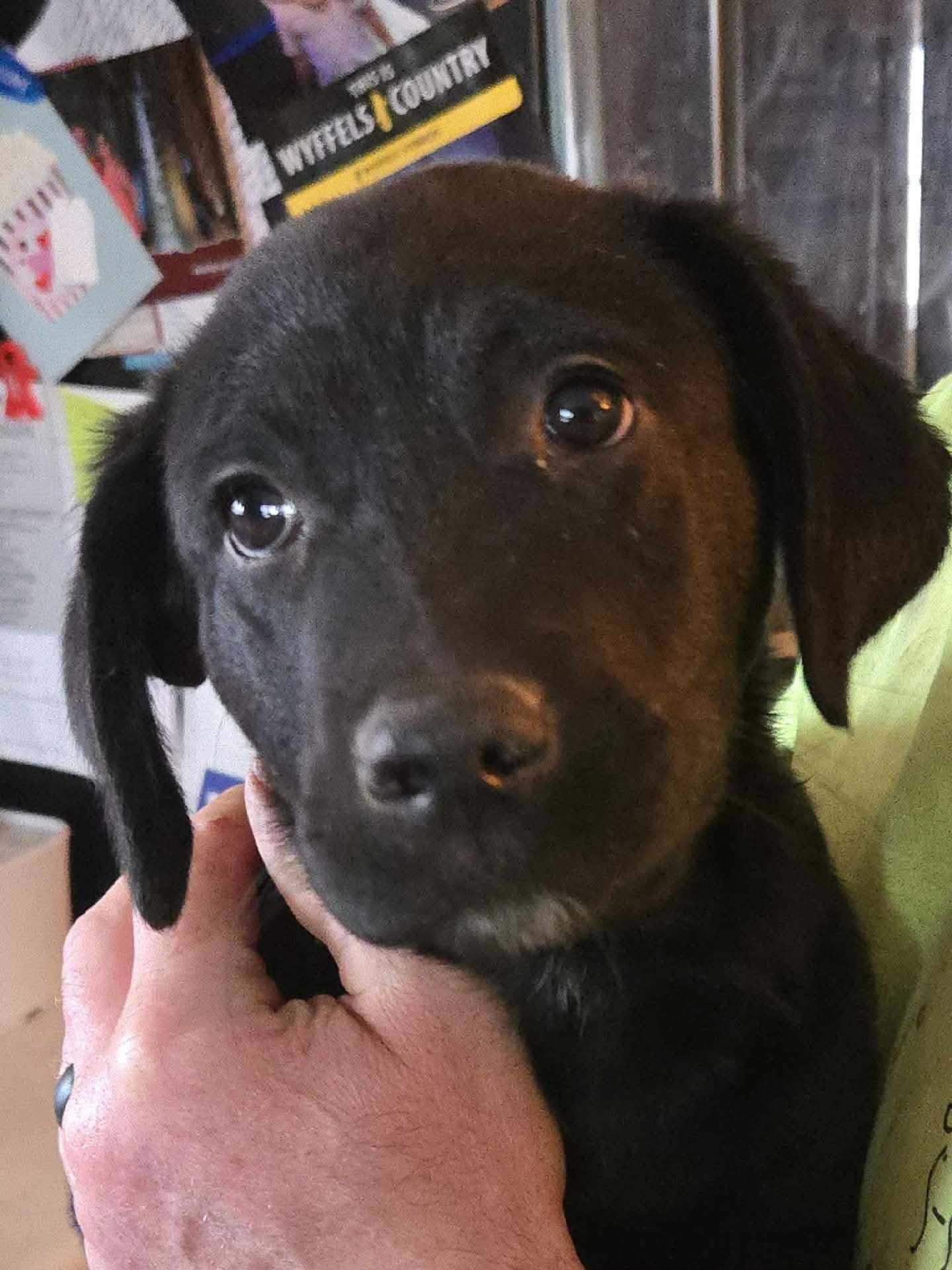 Enlarge Scout, a Adoptable mixed breed in Dubuque, IA image 1/5