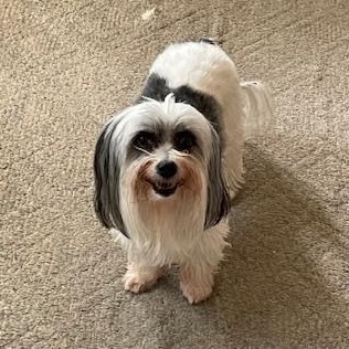 Lily Courtesy Listed, an adopted Coton de Tulear in Midland, MI image 6/6