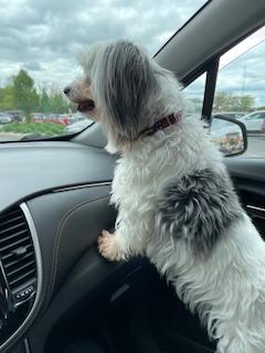 Lily Courtesy Listed, an adopted Coton de Tulear in Midland, MI image 5/6