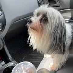 Lily Courtesy Listed, an adopted Coton de Tulear in Midland, MI image 1/6