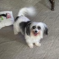 Lily Courtesy Listed, an adopted Coton de Tulear in Midland, MI image 2/6