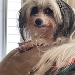 Lily Courtesy Listed, an adopted Coton de Tulear in Midland, MI image 4/6