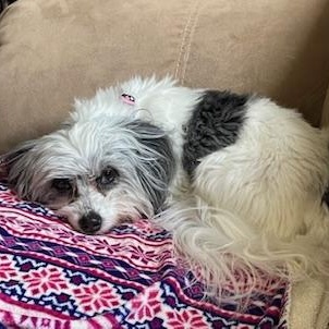 Lily Courtesy Listed, an adopted Coton de Tulear in Midland, MI image 3/6
