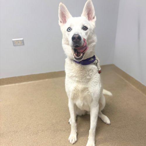 Enlarge DAKOTA, a Adoptable Siberian Husky in Aurora, CO image 1/1