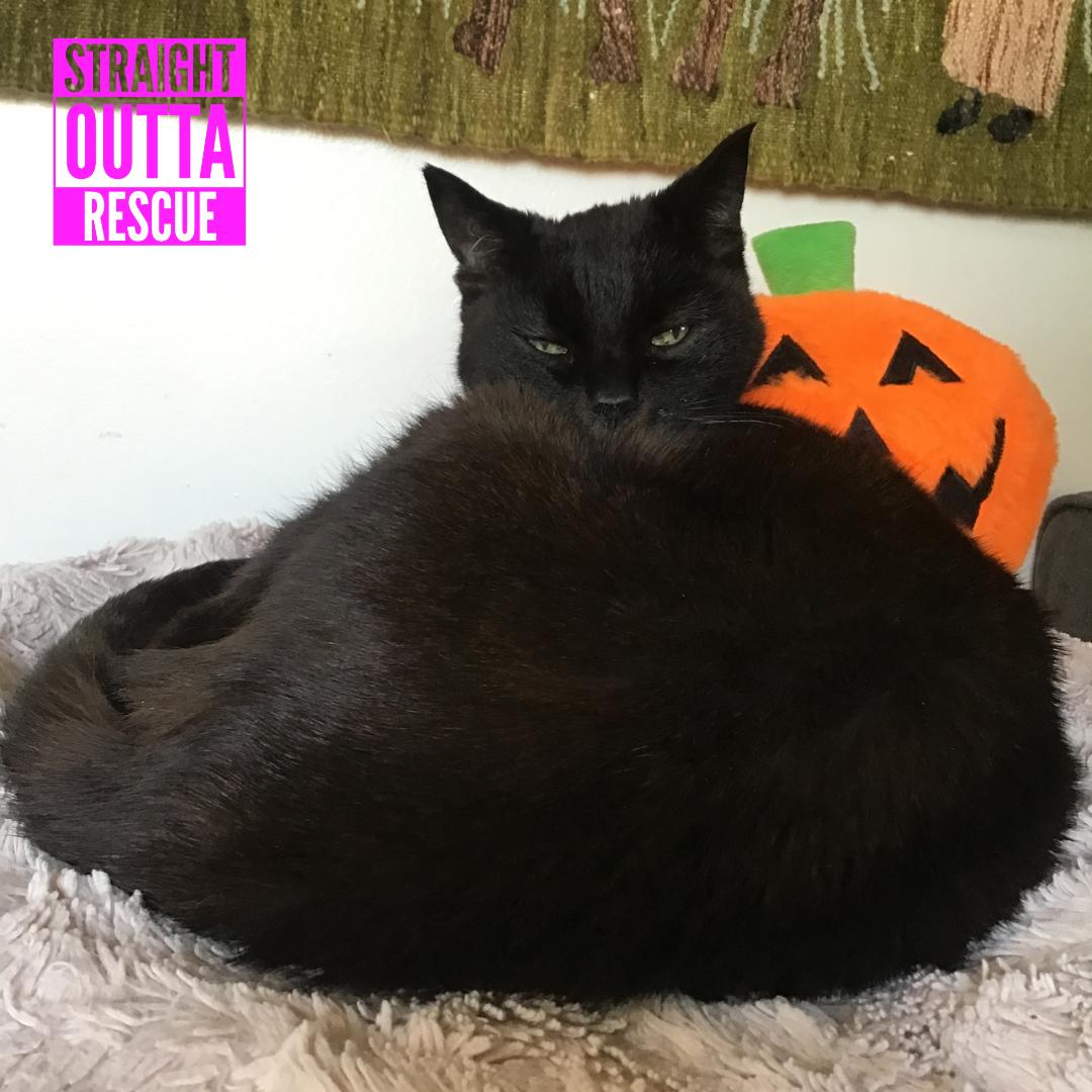 Boo - *New Bio and Pictures, Adoptable, Senior Female Domestic Short Hair.